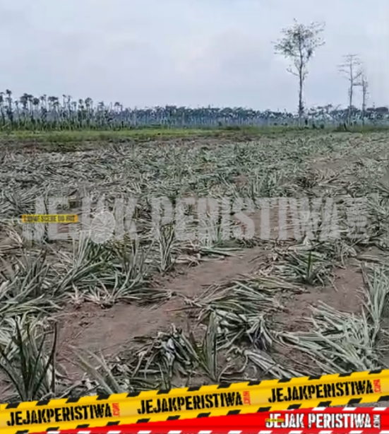 Diduga Laporan Pengerusakan Lahan Lamban(Masuk Angin) Petani Agro Kediri Siap Unjuk Rasa Polres Kedir